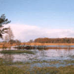 Das Langemoor unter Wasser (November 1998)